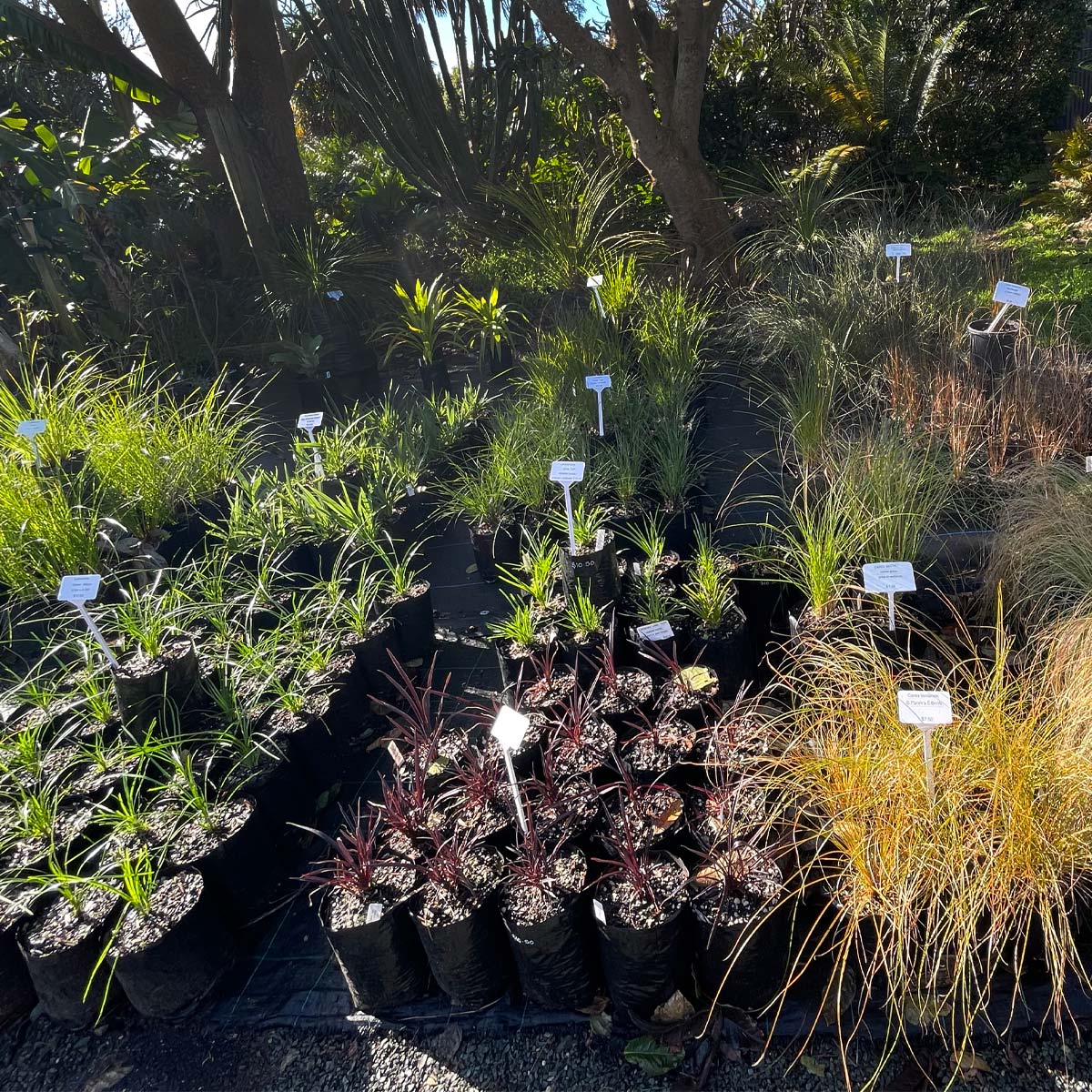 Bream-Bay-Greenworld-Grasses-Flaxes-Category-Image-1